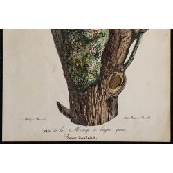 1830 - Nid de Mésange à longue queue 