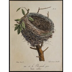 1830 - Nid de la Pie-grièche grise 