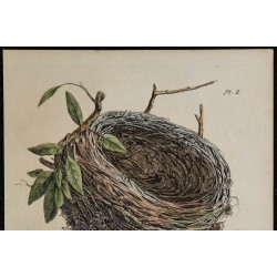 1830 - Nid de la Pie-grièche grise 
