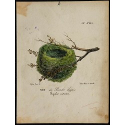 1830 - Nid du Roitelet huppé 