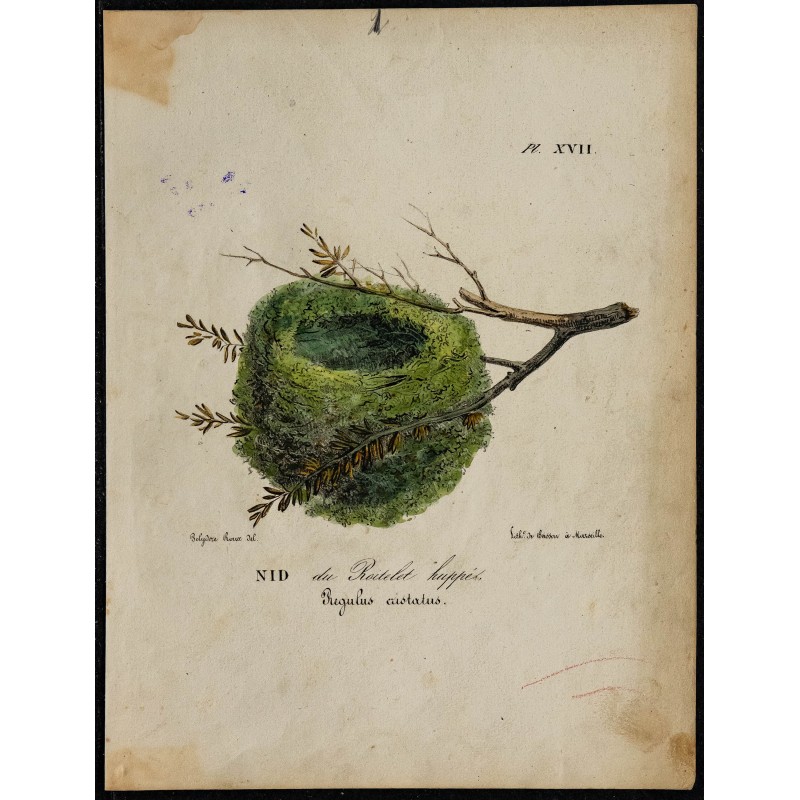 1830 - Nid du Roitelet huppé 