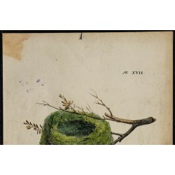 1830 - Nid du Roitelet huppé 