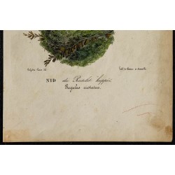 1830 - Nid du Roitelet huppé 
