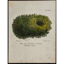 1830 - Nid du Troglodyte d'Europe 