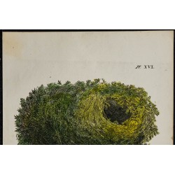 1830 - Nid du Troglodyte d'Europe 