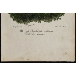 1830 - Nid du Troglodyte d'Europe 