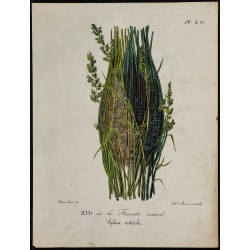 1830 - Nid de la Fauvette cisticole 