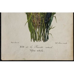 1830 - Nid de la Fauvette cisticole 