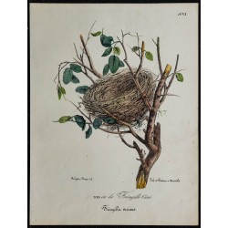 1830 - Nid de Fringille Cini 