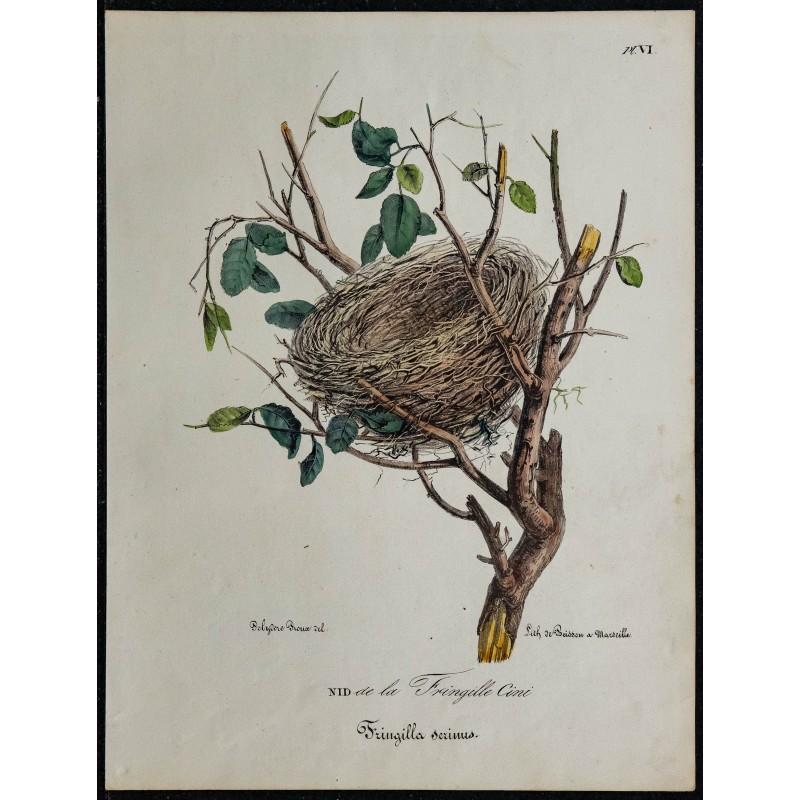 1830 - Nid de Fringille Cini 