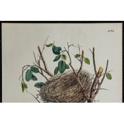 1830 - Nid de Fringille Cini 