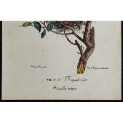 1830 - Nid de Fringille Cini 