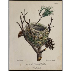 1830 - Nid du Pinson des arbres 