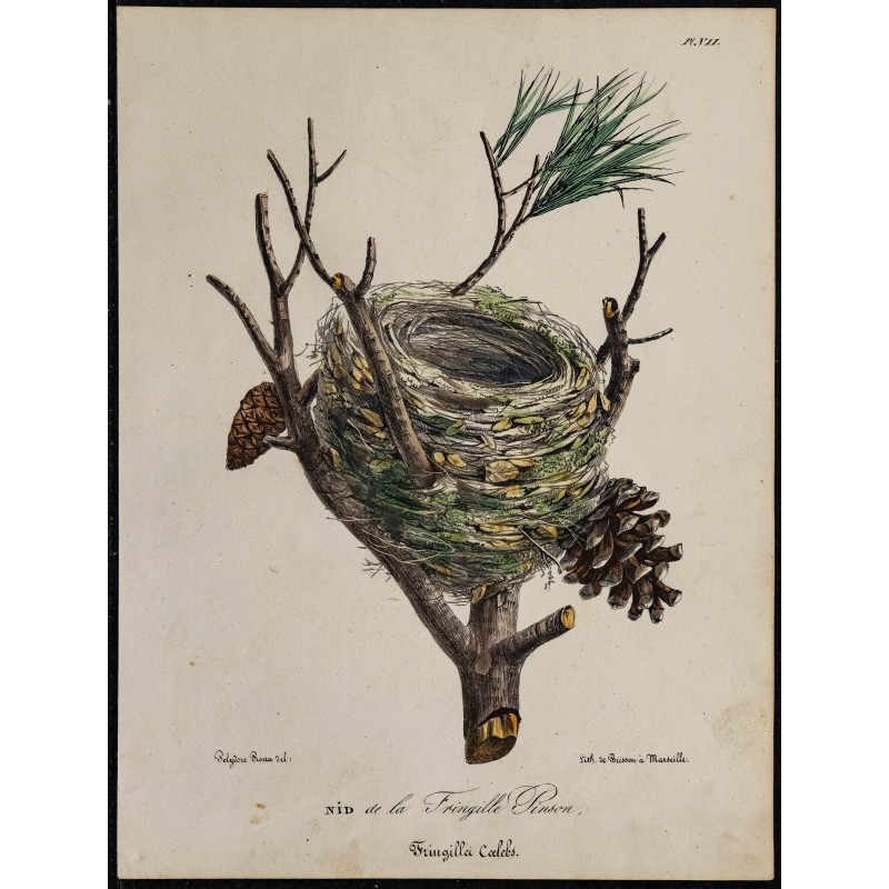 1830 - Nid du Pinson des arbres 
