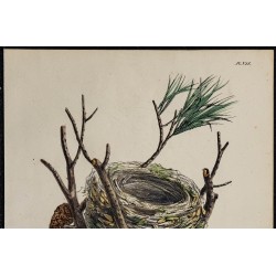 1830 - Nid du Pinson des arbres 