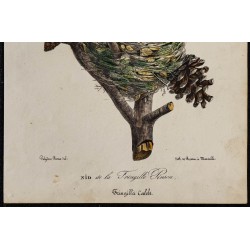 1830 - Nid du Pinson des arbres 