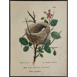 1830 - Nid de la Fauvette lusciniole 