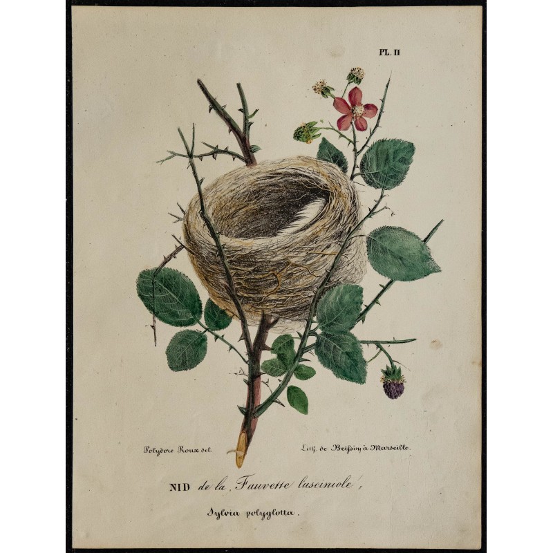 1830 - Nid de la Fauvette lusciniole 