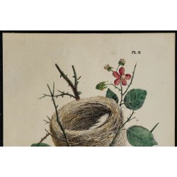 1830 - Nid de la Fauvette lusciniole 