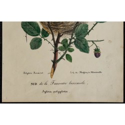 1830 - Nid de la Fauvette lusciniole 