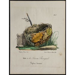 1830 - Nid de la Fauvette Rossignol 