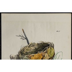 1830 - Nid de la Fauvette Rossignol 