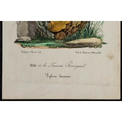 1830 - Nid de la Fauvette Rossignol 