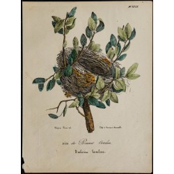 1830 - Nid du Bruant Ortolan 