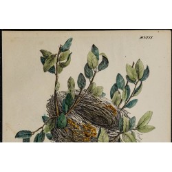 1830 - Nid du Bruant Ortolan 