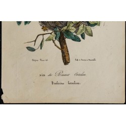 1830 - Nid du Bruant Ortolan 