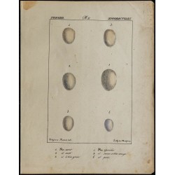 1830 - Œufs de Zygodactyles 