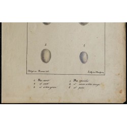 1830 - Œufs de Zygodactyles 