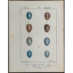 1830 - Œufs passereaux 
