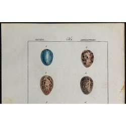 1830 - Œufs passereaux 