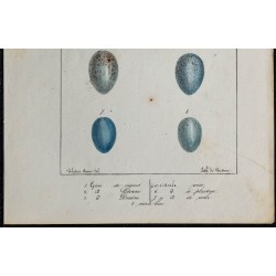 1830 - Œufs passereaux 