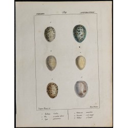 1830 - Œufs Corvidés 