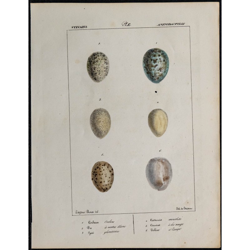 1830 - Œufs Corvidés 