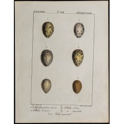 1830 - Œufs Échassiers 