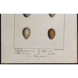 1830 - Œufs Échassiers 