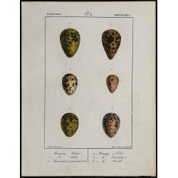 1830 - Œufs Échassiers 