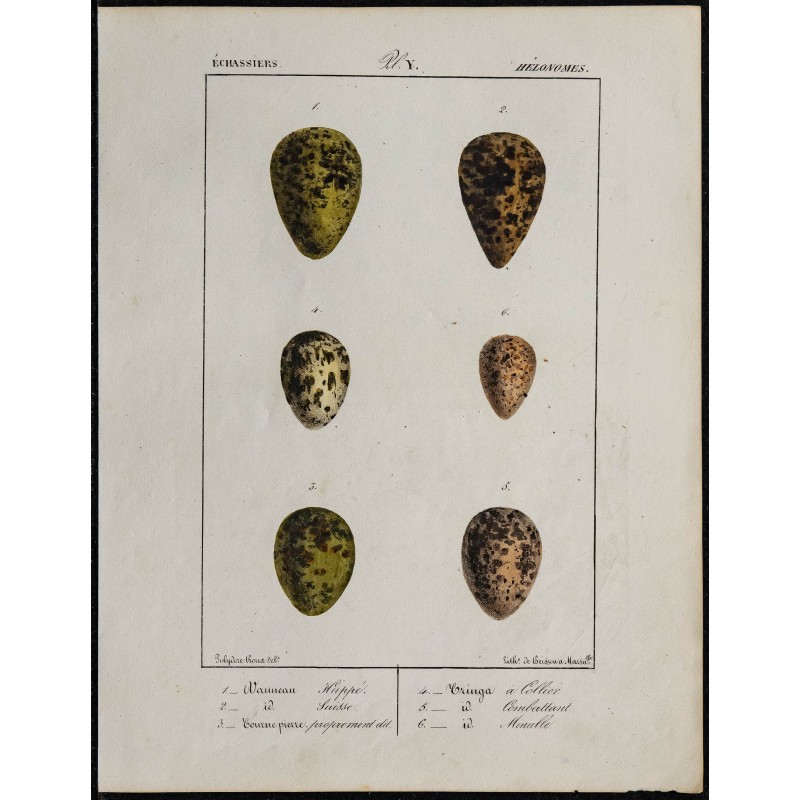 1830 - Œufs Échassiers 