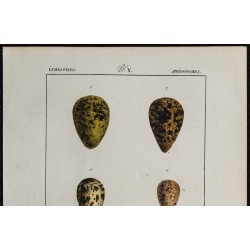 1830 - Œufs Échassiers 