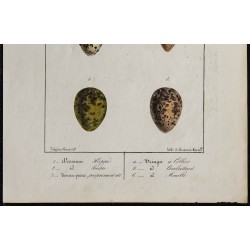 1830 - Œufs Échassiers 