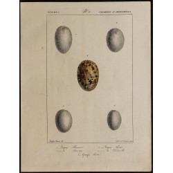 1830 - Œufs pigeons et gangas 