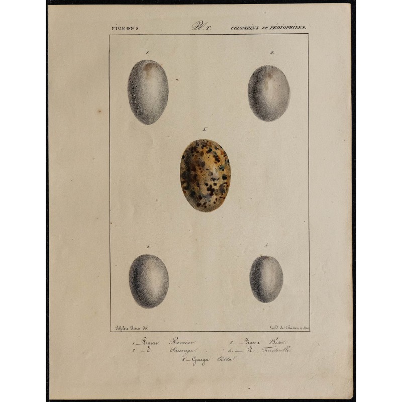 1830 - Œufs pigeons et gangas 