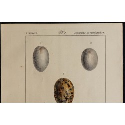 1830 - Œufs pigeons et gangas 