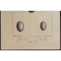 1830 - Œufs pigeons et gangas 