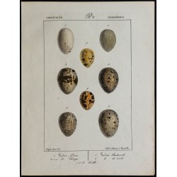 1830 - Œufs Gallinacés 