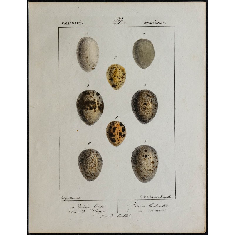 1830 - Œufs Gallinacés 
