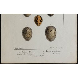 1830 - Œufs Gallinacés 